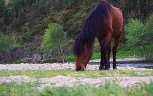 Preview wallpaper horse, trees, river, wildlife