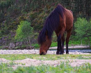 Preview wallpaper horse, trees, river, wildlife