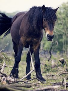 Preview wallpaper horse, trees, tail, wind