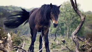 Preview wallpaper horse, trees, tail, wind