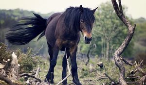 Preview wallpaper horse, trees, tail, wind