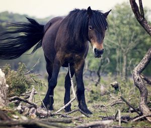 Preview wallpaper horse, trees, tail, wind