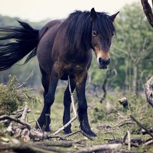 Preview wallpaper horse, trees, tail, wind