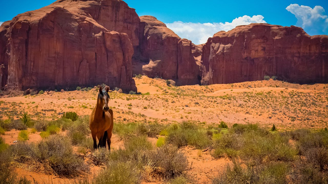 Wallpaper horse, usa, arizona, monument valley, desert, wild west