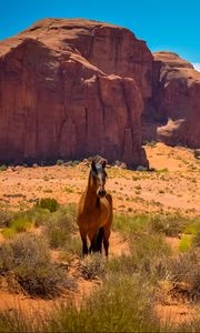 Preview wallpaper horse, usa, arizona, monument valley, desert, wild west