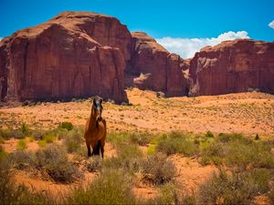Preview wallpaper horse, usa, arizona, monument valley, desert, wild west