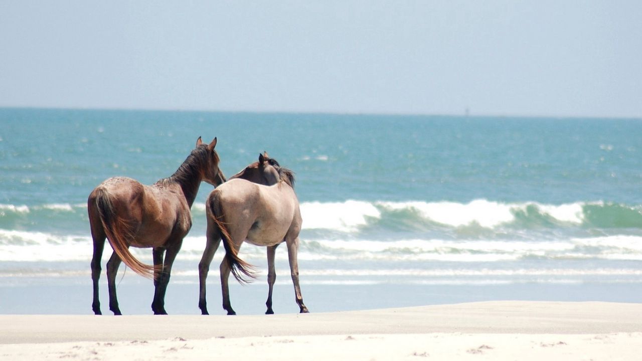 Wallpaper horse, walk, beach, sand, sea