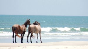 Preview wallpaper horse, walk, beach, sand, sea