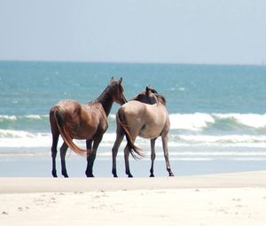 Preview wallpaper horse, walk, beach, sand, sea