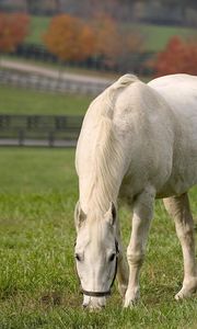 Preview wallpaper horse, walk, grass, food, field