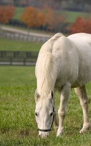 Preview wallpaper horse, walk, grass, food, field
