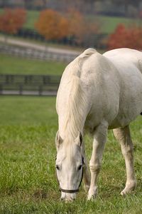 Preview wallpaper horse, walk, grass, food, field