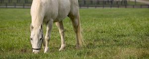 Preview wallpaper horse, walk, grass, food, field