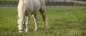 Preview wallpaper horse, walk, grass, food, field