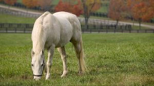 Preview wallpaper horse, walk, grass, food, field