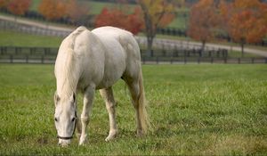 Preview wallpaper horse, walk, grass, food, field