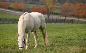 Preview wallpaper horse, walk, grass, food, field