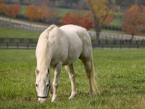 Preview wallpaper horse, walk, grass, food, field