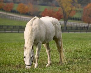 Preview wallpaper horse, walk, grass, food, field