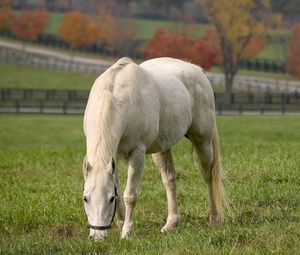 Preview wallpaper horse, walk, grass, food, field