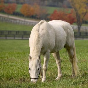 Preview wallpaper horse, walk, grass, food, field