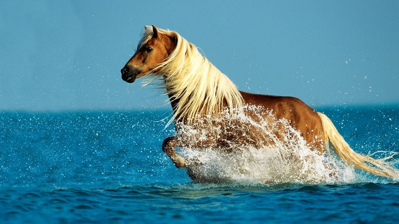 Wallpaper horse, water, spray, walk, sky, sea
