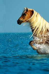 Preview wallpaper horse, water, spray, walk, sky, sea