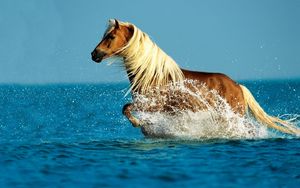 Preview wallpaper horse, water, spray, walk, sky, sea