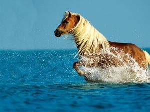 Preview wallpaper horse, water, spray, walk, sky, sea