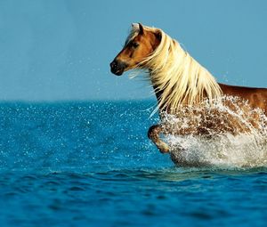 Preview wallpaper horse, water, spray, walk, sky, sea