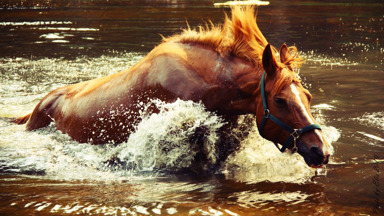 Wallpaper horse, water, spray, wave