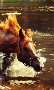 Preview wallpaper horse, water, spray, wave