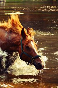 Preview wallpaper horse, water, spray, wave