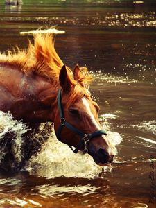 Preview wallpaper horse, water, spray, wave