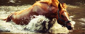 Preview wallpaper horse, water, spray, wave