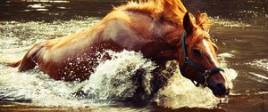 Preview wallpaper horse, water, spray, wave