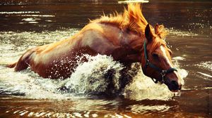 Preview wallpaper horse, water, spray, wave