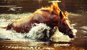 Preview wallpaper horse, water, spray, wave