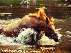 Preview wallpaper horse, water, spray, wave