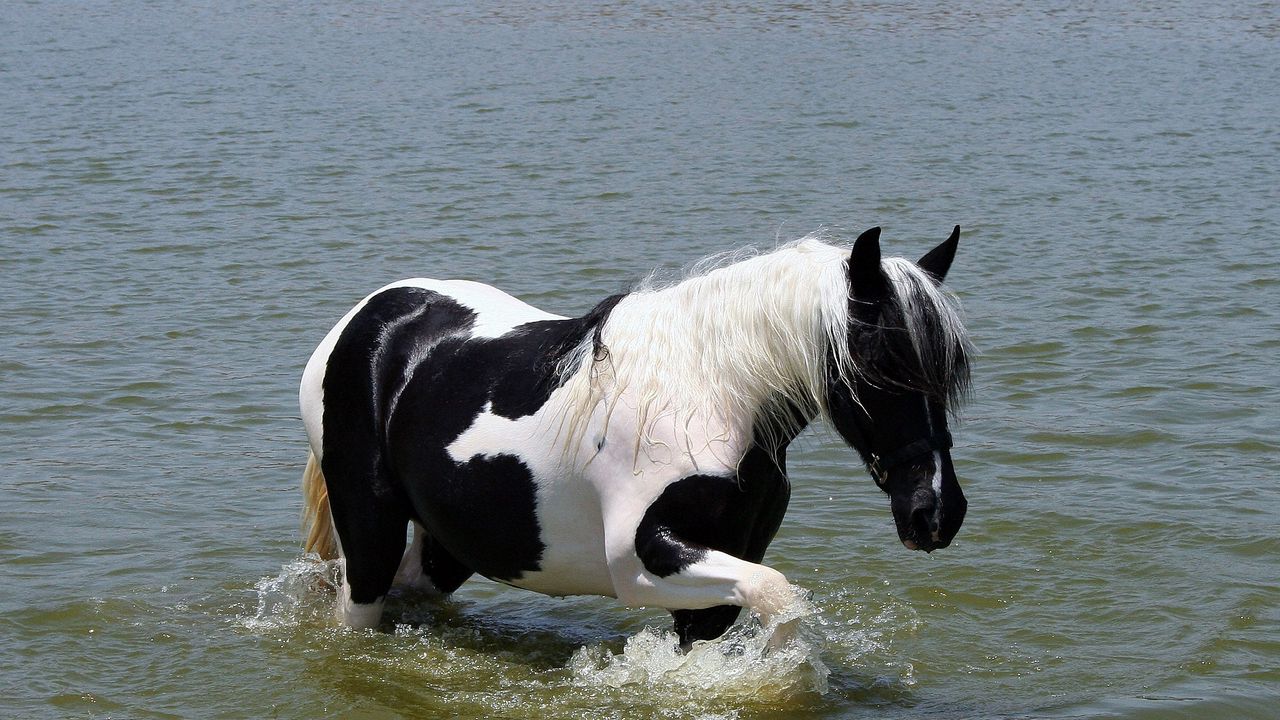 Wallpaper horse, water, swimming