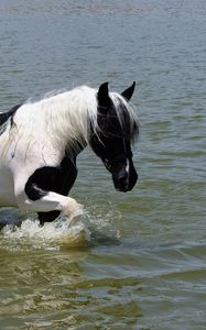 Preview wallpaper horse, water, swimming