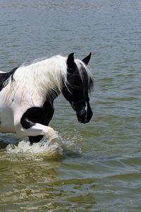 Preview wallpaper horse, water, swimming