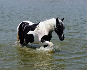 Preview wallpaper horse, water, swimming