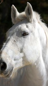 Preview wallpaper horse, white, head, mane