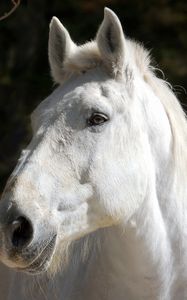 Preview wallpaper horse, white, head, mane
