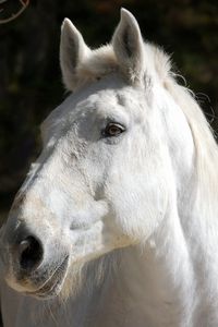 Preview wallpaper horse, white, head, mane