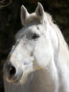 Preview wallpaper horse, white, head, mane
