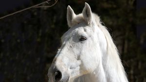 Preview wallpaper horse, white, head, mane