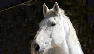 Preview wallpaper horse, white, head, mane
