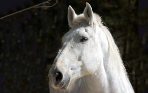 Preview wallpaper horse, white, head, mane